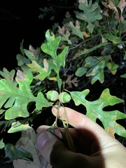 Quercus margaretiae