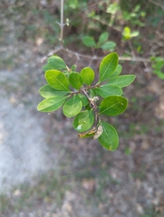 Forestiera