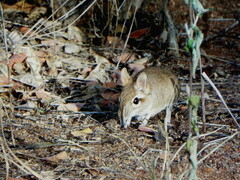 Galegeeska rufescens