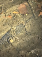 Lepisosteus oculatus