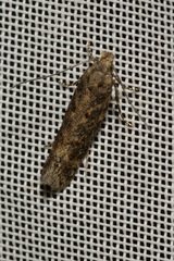 Scrobipalpa ocellatella