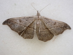 Sarisa muriferata
