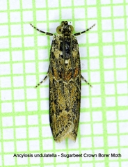 Ancylosis undulatella