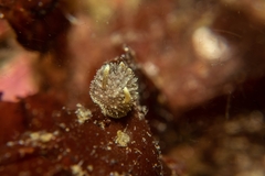 Acanthodoris brunnea