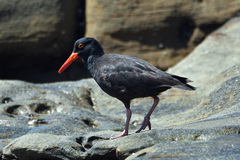 Haematopus fuliginosus