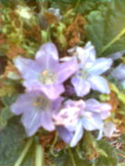 Mandragora autumnalis