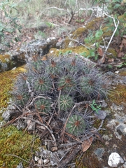 Cactoideae