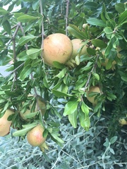 Punica