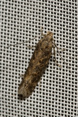 Scrobipalpa ocellatella