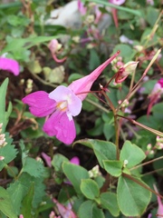 Impatiens balfourii