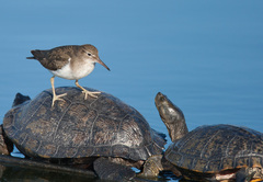 Spotted Sandpiper