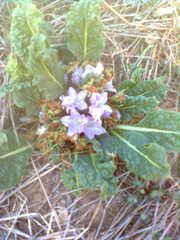 Mandragora autumnalis