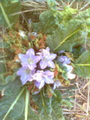 Mandragora autumnalis