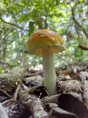 Amanita silvatica