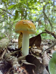 Amanita silvatica