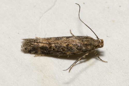 beet moth