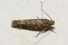 Scrobipalpa ocellatella