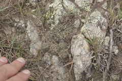 Gymnocalycium capillaense