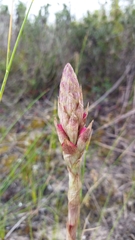 Satyrium princeps
