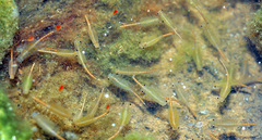 Chirocephalus diaphanus