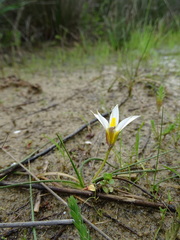 Romulea bulbocodium