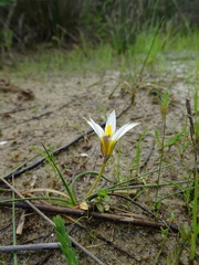 Romulea bulbocodium
