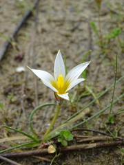 Romulea bulbocodium
