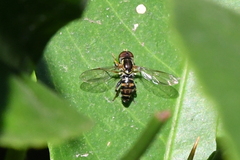 Toxomerus occidentalis