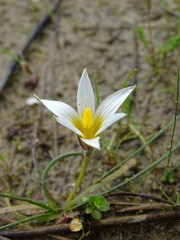 Romulea bulbocodium
