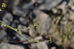 Cyathoselinum tomentosum