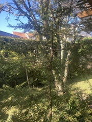 Podocarpus totara