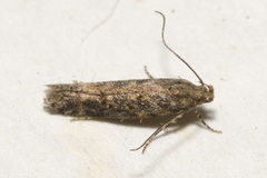 Scrobipalpa ocellatella