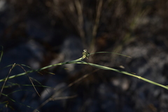 Cyathoselinum tomentosum