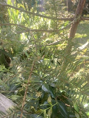 Podocarpus totara