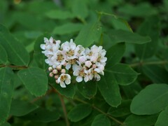 Sorbus sitchensis