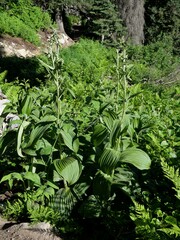 Veratrum viride eschscholtzianum