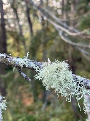 Sphaerophorus tuckermanii