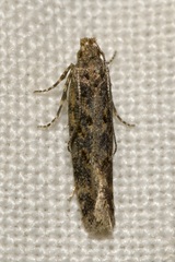 Scrobipalpa ocellatella