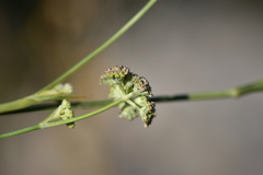 Cyathoselinum tomentosum