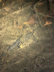 Lepisosteus oculatus