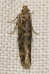Scrobipalpa ocellatella