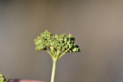 Cyathoselinum tomentosum