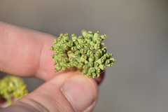 Cyathoselinum tomentosum