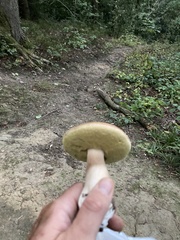 Boletus