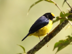 Euphonia xanthogaster