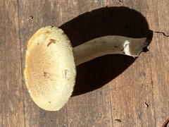 Hydnum umbilicatum