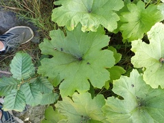 Darmera peltata