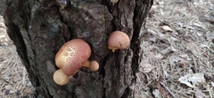 Gymnopilus luteofolius