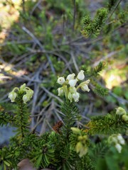 Phyllodoce glanduliflora
