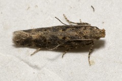 Scrobipalpa ocellatella